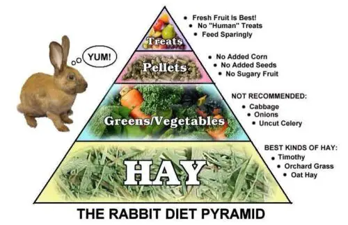 rabbit pyramid