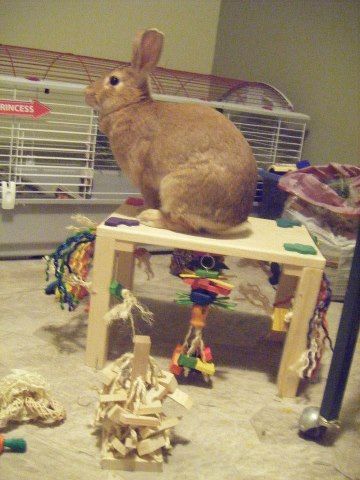 Best Toys That Your Bunnies Would Love To Play With
