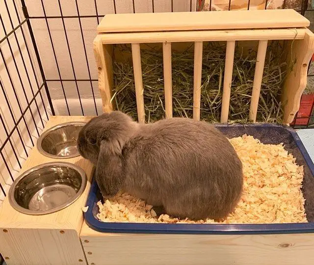 rabbit litterbox