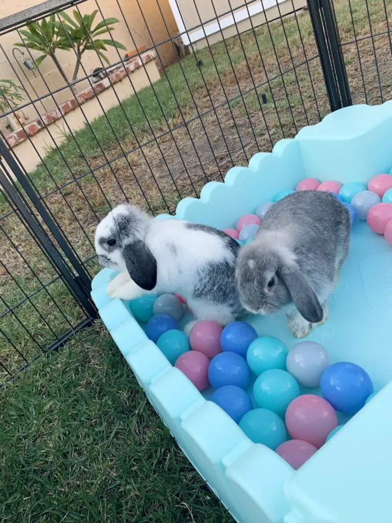 rabbits playing with balls