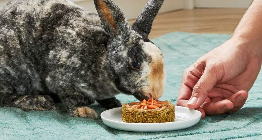 Rabbit Treats