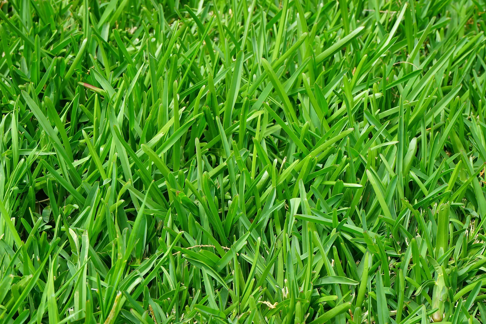 Fescue Grass