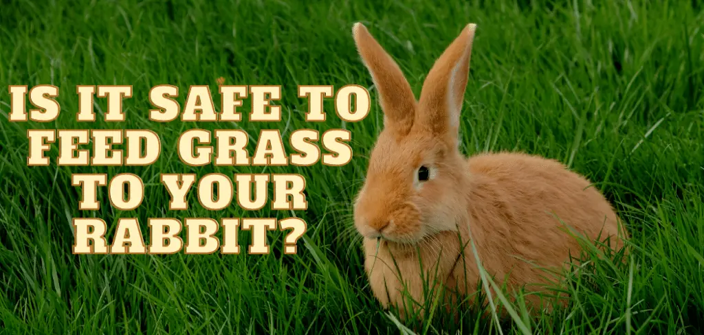 Is it Safe to Feed Grass to Your Rabbit