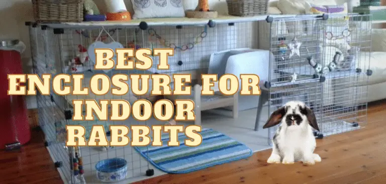 Best Enclosure for Indoor Rabbits