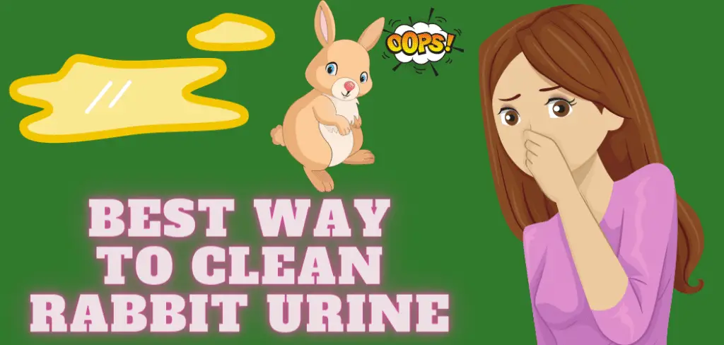 Best Way to Clean Rabbit Urine