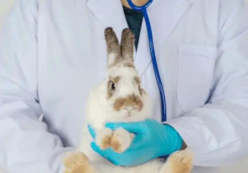 Go to Wet - Can Rabbits Catch a Cold?