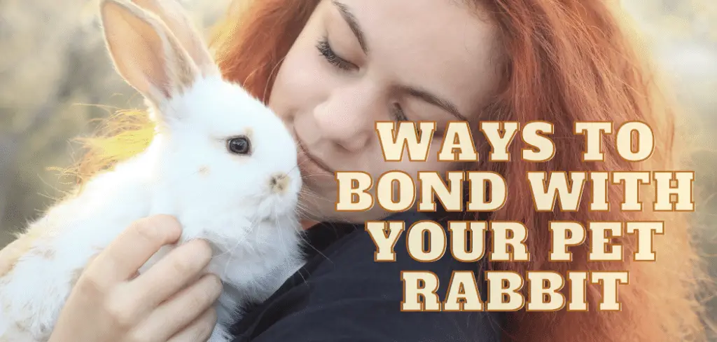 Ways To Bond With Your Pet Rabbit