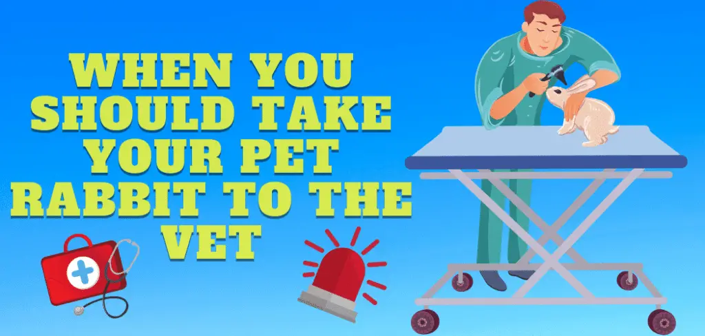 When To Take Your Pet Rabbit to the Vet
