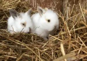 Baby Bunnies 2