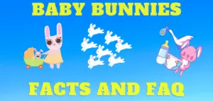 Baby Bunnies - Facts and FAQ