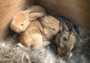 Baby Bunnies nest box