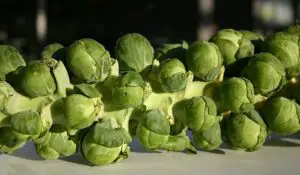 Brussels Sprouts for your rabbit