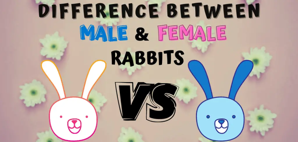Difference between Male and Female Rabbits