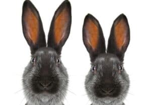 Difference between Male and Female Rabbits - Bestrabbitproducts.com