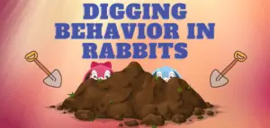 Digging behavior in rabbits