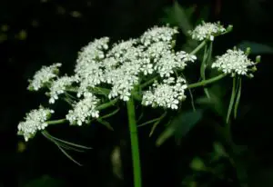 Fools Parsley is Poison for rabbits