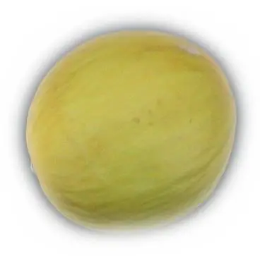 Melon - Bestrabbitproducts.com