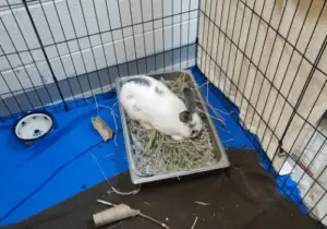 Rabbit Digging Litter Box - Digging behavior in rabbits