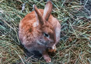 Rabbit and hay - How to Prevent Overgrown Teeth in Rabbits