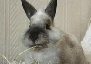 How to Prevent Overgrown Teeth in Rabbits