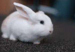 Rabbit on Carpet - Digging behavior in rabbits