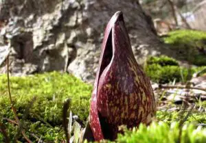 Skunk Cabbage - Poison for rabbits