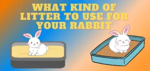 What kind of Litter to use for your rabbit