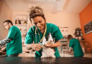 When To Take Your Pet Rabbit To The Vet 2