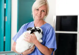 When To Take Your Pet Rabbit To The Vet