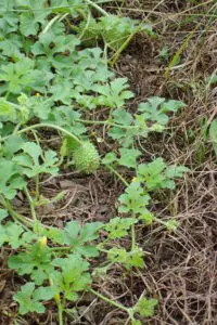 Wild Cucumber is poison for rabbits