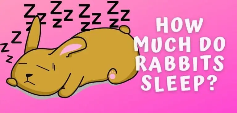How much do rabbits sleep