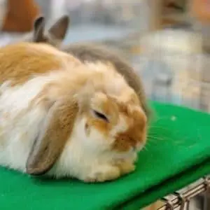 How much do rabbits sleep 2