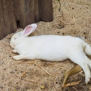 How much do rabbits sleep 3