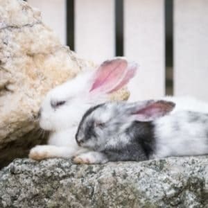 How much do rabbits sleep