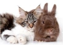 Rabbit and Cat - Bestrabbitproducts.com