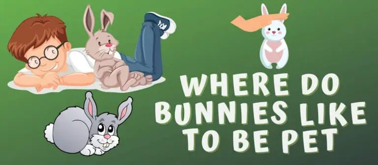 Where do bunnies like to be pet