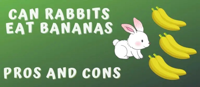 Can Rabbits Eat Bananas - Pros and Cons