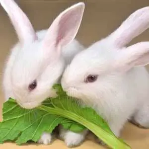How Much Does Rabbit Food Cost
