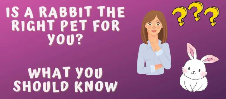 Is A Rabbit The Right Pet For You – What You Should Know