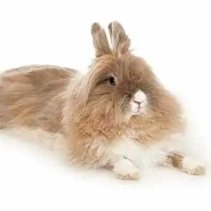 Lionhead rabbit breed - Bestrabbitproducts.com
