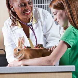 Vet Costs for Rabbits