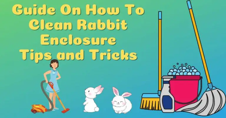 Guide On How To Clean Rabbit Enclosure – Tips and Tricks
