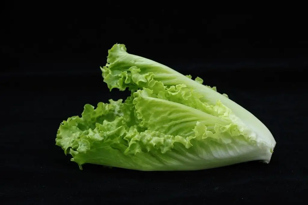 Lettuce - Rabbit Diet