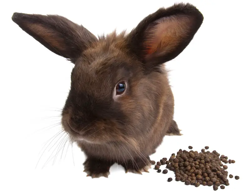 Why Is My Rabbit Eating Poop (Not Cecotropes)?