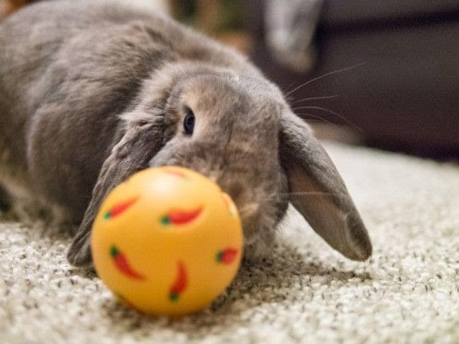 Roll the ball - Great activity toy for rabbits