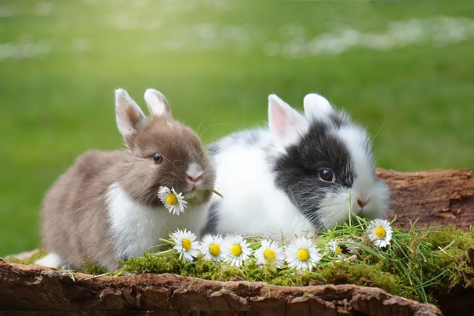 Avoid Giving These Foods To Your Rabbits!