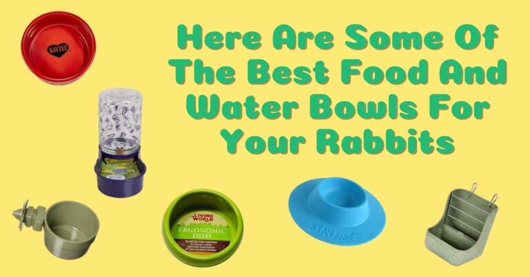 Here Are Some Of The Best Food And Water Bowls For Your Rabbits