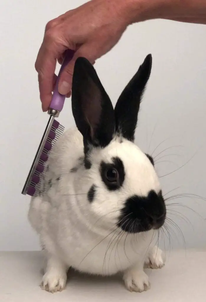 Small Pet Select - Hair Buster Comb