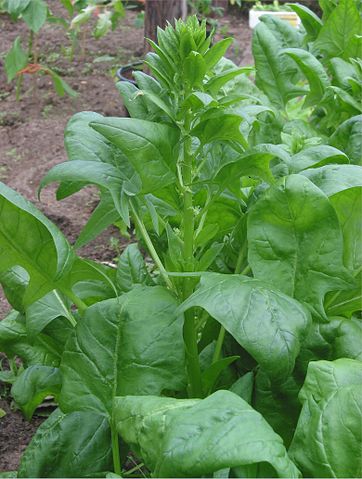 Spinach - safe for rabbits