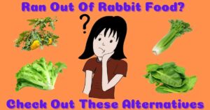 Ran Out Of Rabbit Food Check Out These Alternatives